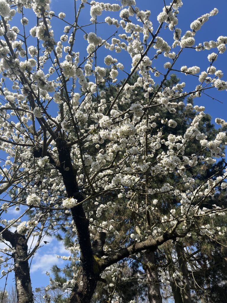 Klimaresilient gärtnern